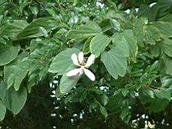 洋紫荊-花07.JPG
