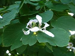 洋紫荊-花09.JPG