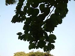 洋紫荊02.JPG