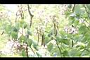 洋紫荊-實01.JPG