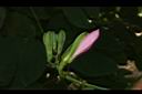洋紫荊-花苞00.JPG