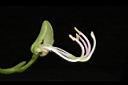 洋紫荊-花蕊02.JPG