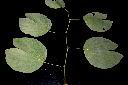 洋紫荊-葉序00.JPG