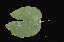 洋紫荊-葉正01.JPG