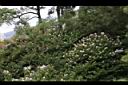洋紫荊20.JPG