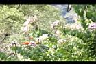 洋紫荊-實03.JPG