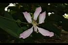 洋紫荊-花03.JPG
