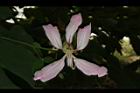 洋紫荊-花04.JPG