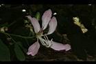 洋紫荊-花05.JPG