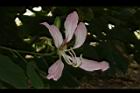 洋紫荊-花06.JPG