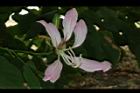 洋紫荊-花07.JPG