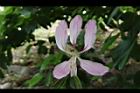 洋紫荊-花10.JPG