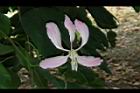 洋紫荊-花13.JPG