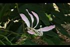 洋紫荊-花15.JPG