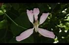 洋紫荊-花16.JPG
