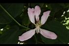 洋紫荊-花17.JPG