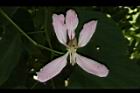 洋紫荊-花19.JPG
