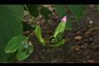 洋紫荊-花苞01.JPG