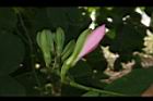 洋紫荊-花苞02.JPG