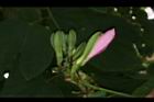 洋紫荊-花苞03.JPG