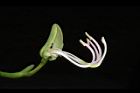 洋紫荊-花蕊03.JPG