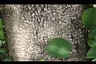 洋紫荊-莖01.JPG