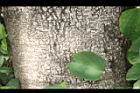 洋紫荊-莖02.JPG