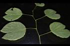 洋紫荊-葉序02.JPG
