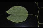 洋紫荊-葉正00.JPG