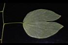 洋紫荊-葉背03.JPG
