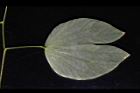 洋紫荊-葉背04.JPG
