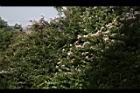 洋紫荊15.JPG