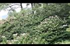 洋紫荊18.JPG