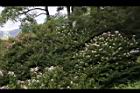 洋紫荊19.JPG