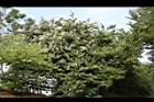 洋紫荊22.JPG