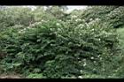 洋紫荊24.JPG