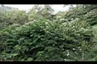洋紫荊25.JPG