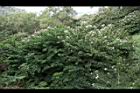 洋紫荊26.JPG