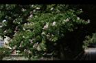洋紫荊30.JPG