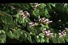 洋紫荊37.JPG