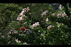 洋紫荊40.JPG