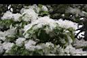 流蘇-花30.JPG