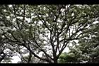 流蘇-樹枝01.JPG