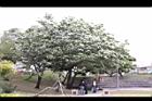流蘇-花08.JPG