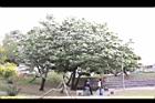 流蘇-花09.JPG
