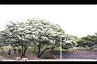 流蘇-花10.JPG