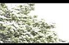 流蘇-花17.JPG