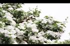 流蘇-花26.JPG