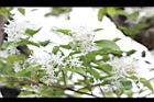流蘇-花80.JPG