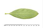 流蘇-葉背07.JPG
